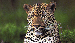 Londolozi Leopards