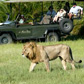 Mombo Game Drive