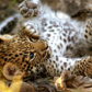 Leopard Cub