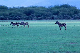 Africa Point Safaris