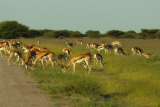 bush baby calls okavango