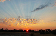 Bush Baby Calls Mobile Safaris Botswana