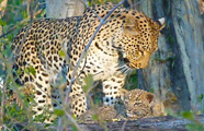 Bush Baby Calls Mobile Safaris Botswana