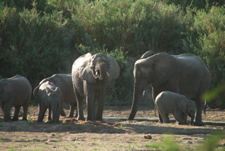 Classic Tours Safaris