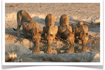 Travel Expert African Safaris