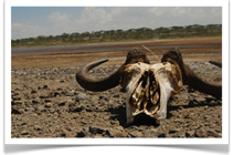 Travel Expert Safaris