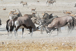 karibu safari