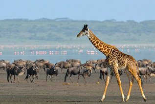 Maasai Wanderings Safaris