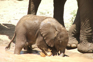 Maasai Wanderings Safaris