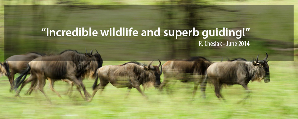 Oryx Photographic Safaris and Vacations