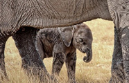 Amboseli Porini Camp