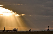 Lion Porini Camp