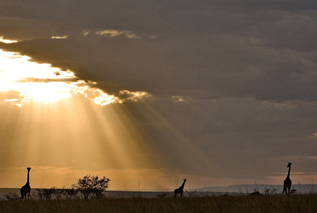 Porini Lion  Safari Camp