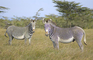 Porini Rhino Camp