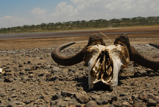 Jenman Safaris Safaris