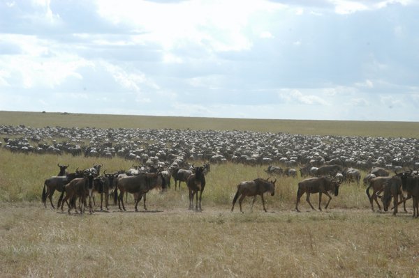 The herds arrived at the border between the Masai Mara and the Serengeti