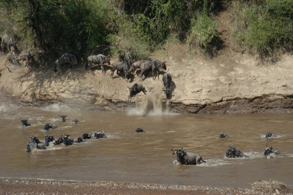 An easy crossing for the wildebeest herds this year