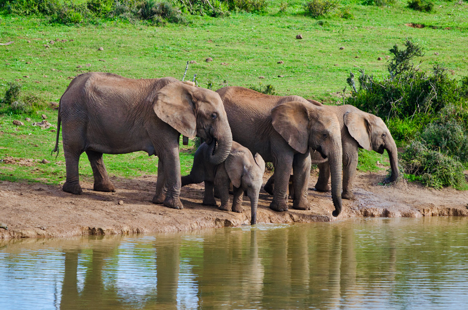 Addo Elephant National Park – a unique place of beauty and diversity