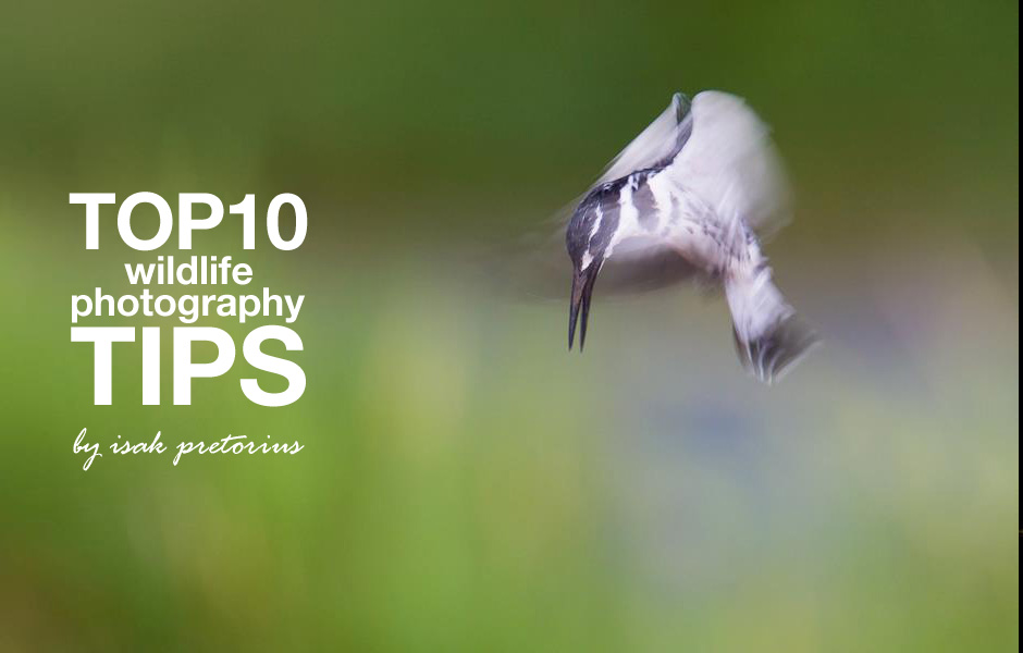 Wildlife Photography Top 10 Tips – by Isak Pretorius