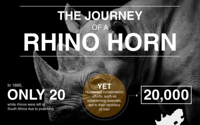 The Journey of a Rhino Horn