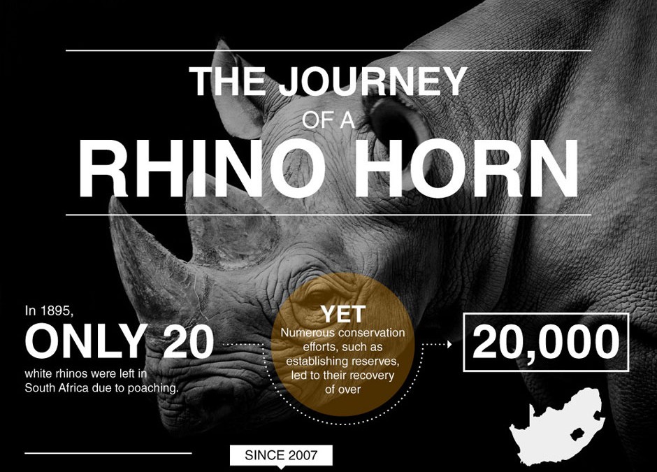 The Journey of a Rhino Horn