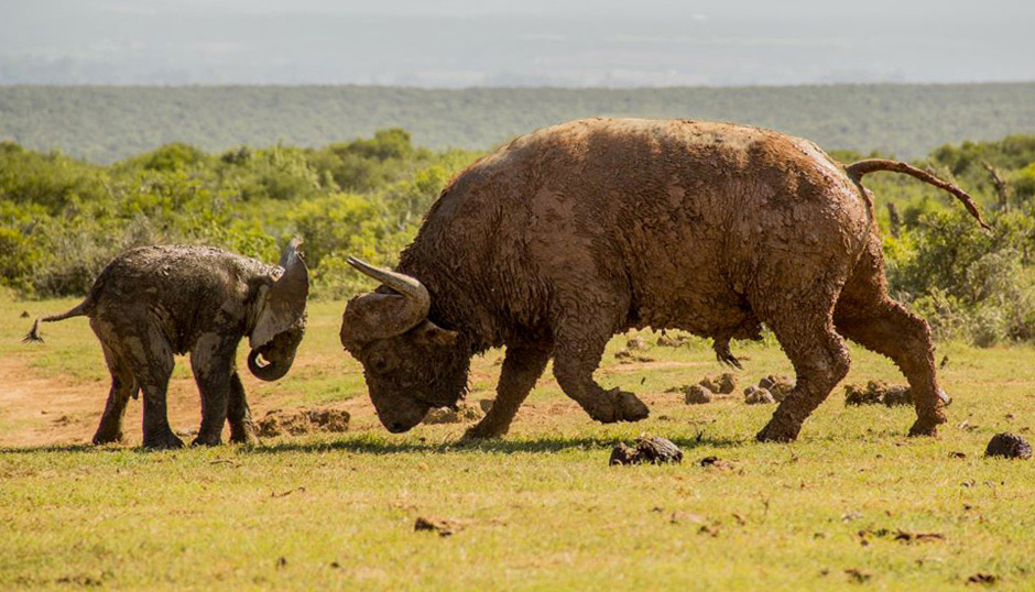 Brave Elephant Stands His Ground